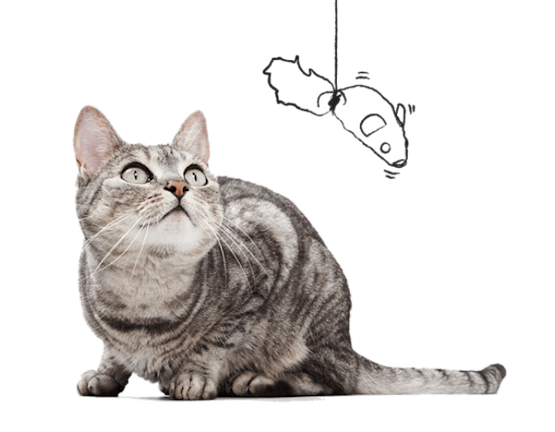 un-gato-gris-atigrado-se-agacha-y-mira-un-ratón-de-juguete-que-cuelga-de-una-cuerda