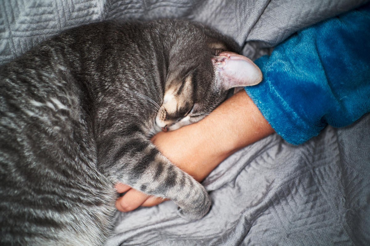 Gray tabby cat sleeping on a person's arm in blue sleeve.