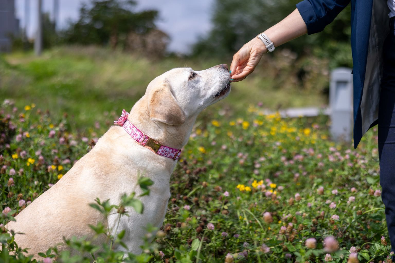 Cane con un collare rosa a cui viene dato un bocconcino all'aperto.
