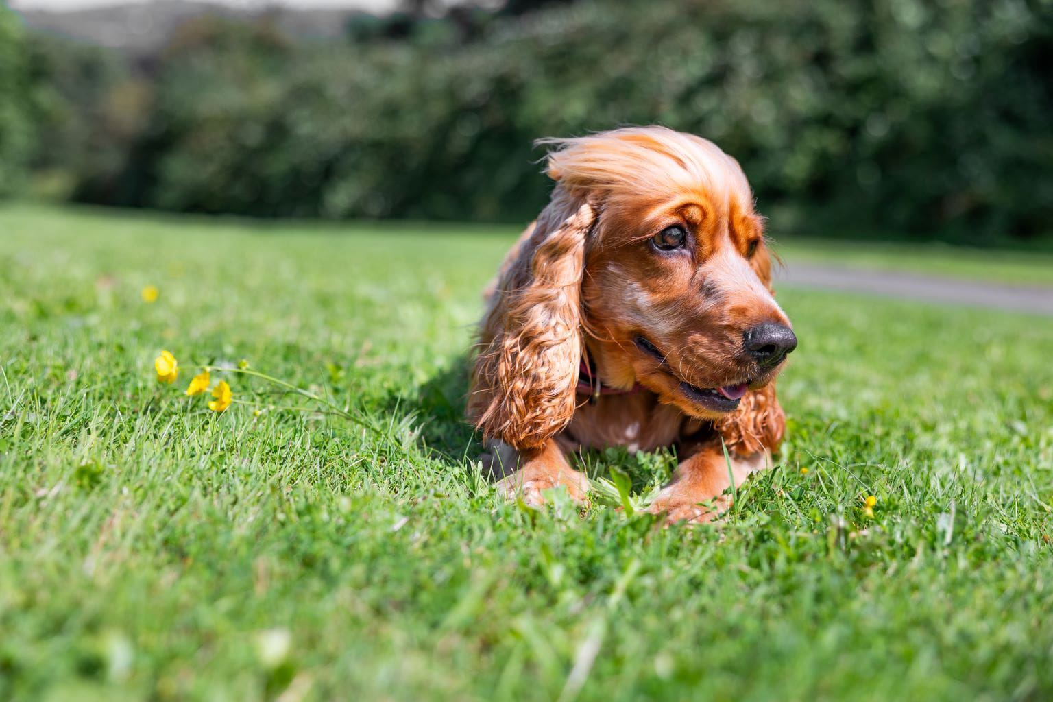 Cucciolo di cocker spaniel sdraiato su un campo erboso con fiori gialli.