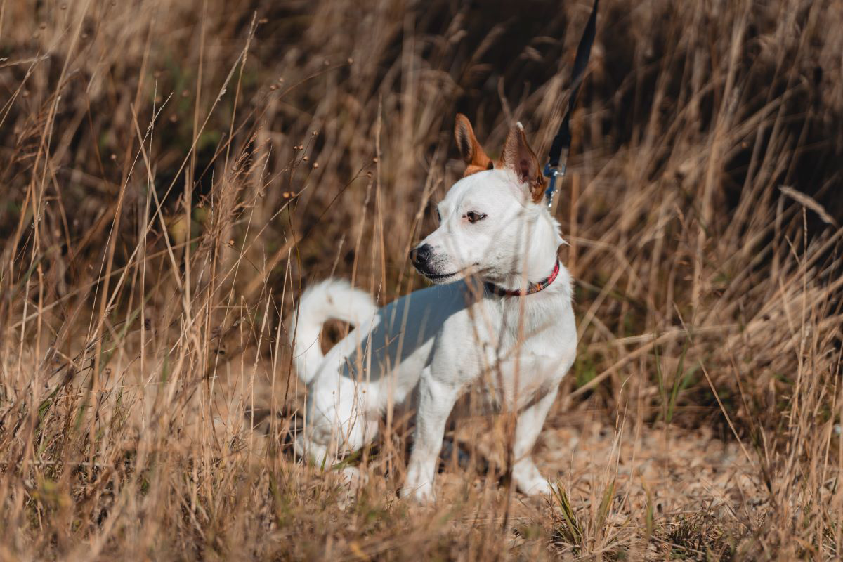 White dog with brown ears in tall dry grass.
