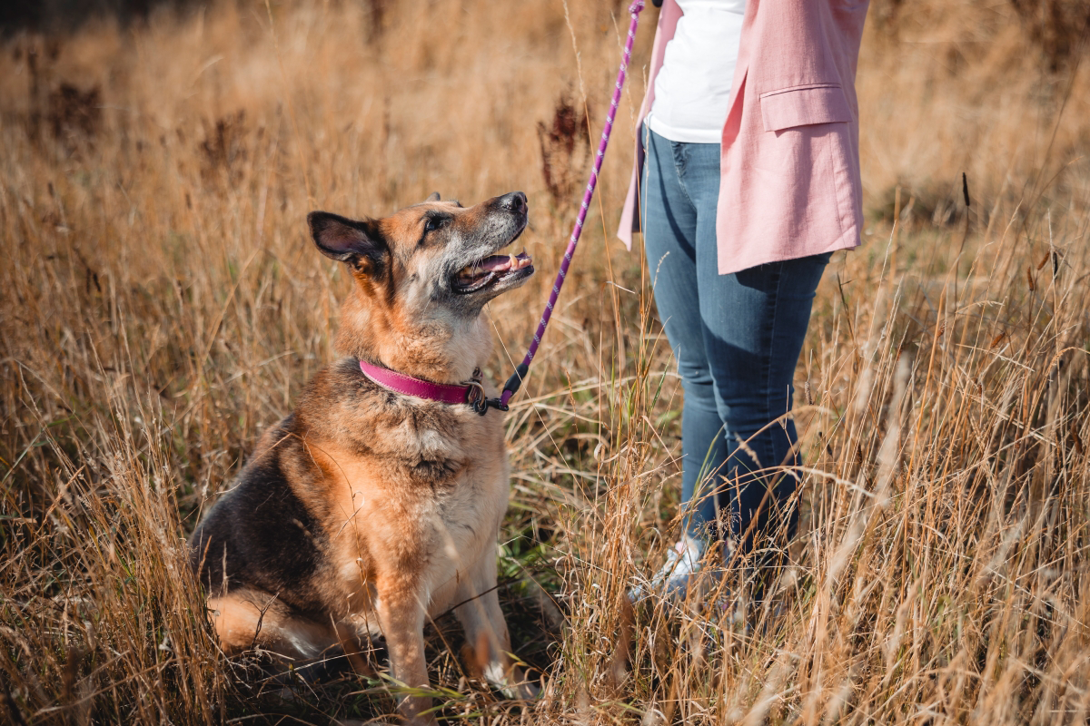 Dog on a leash sitting in a grassy field next to a person in jeans and a pink jacket.