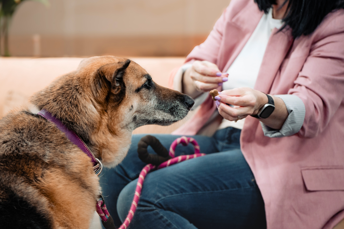Person giving a treat to a German Shepherd with a purple collar.