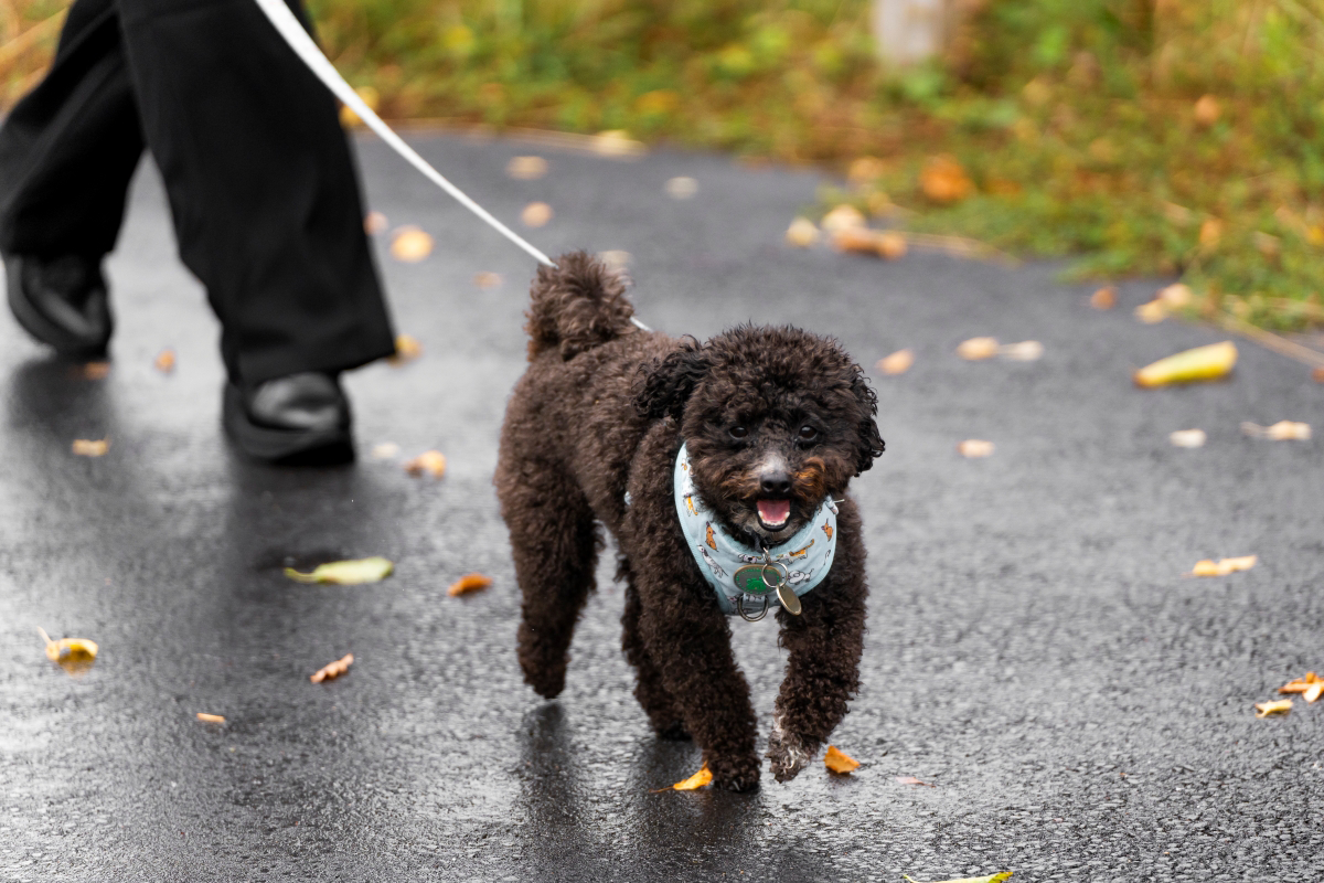Small black dog on a leash walking on a wet path.