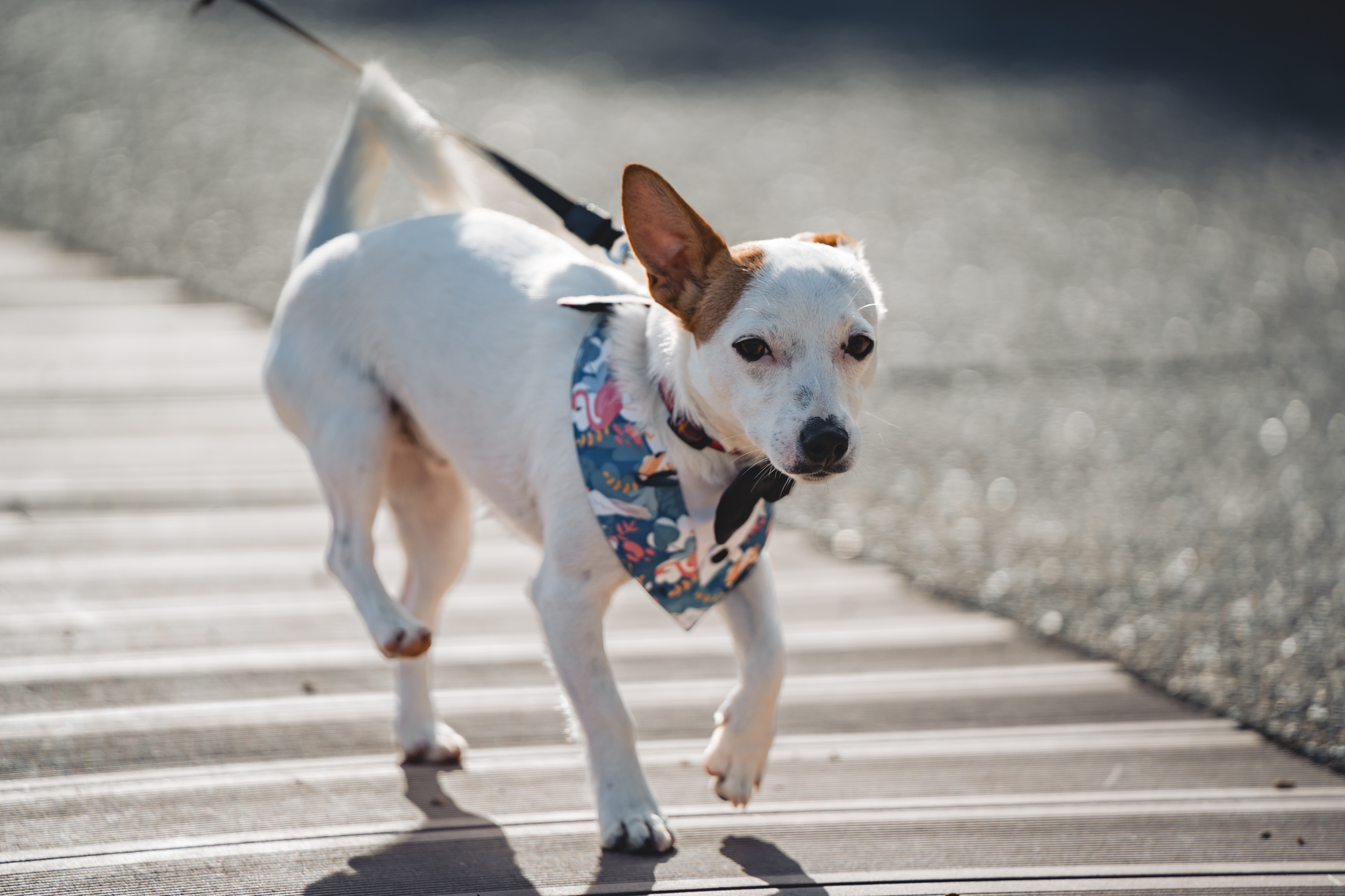 Kleiner weißer Hund an der Leine mit buntem Halstuch läuft auf einem Holzsteg.