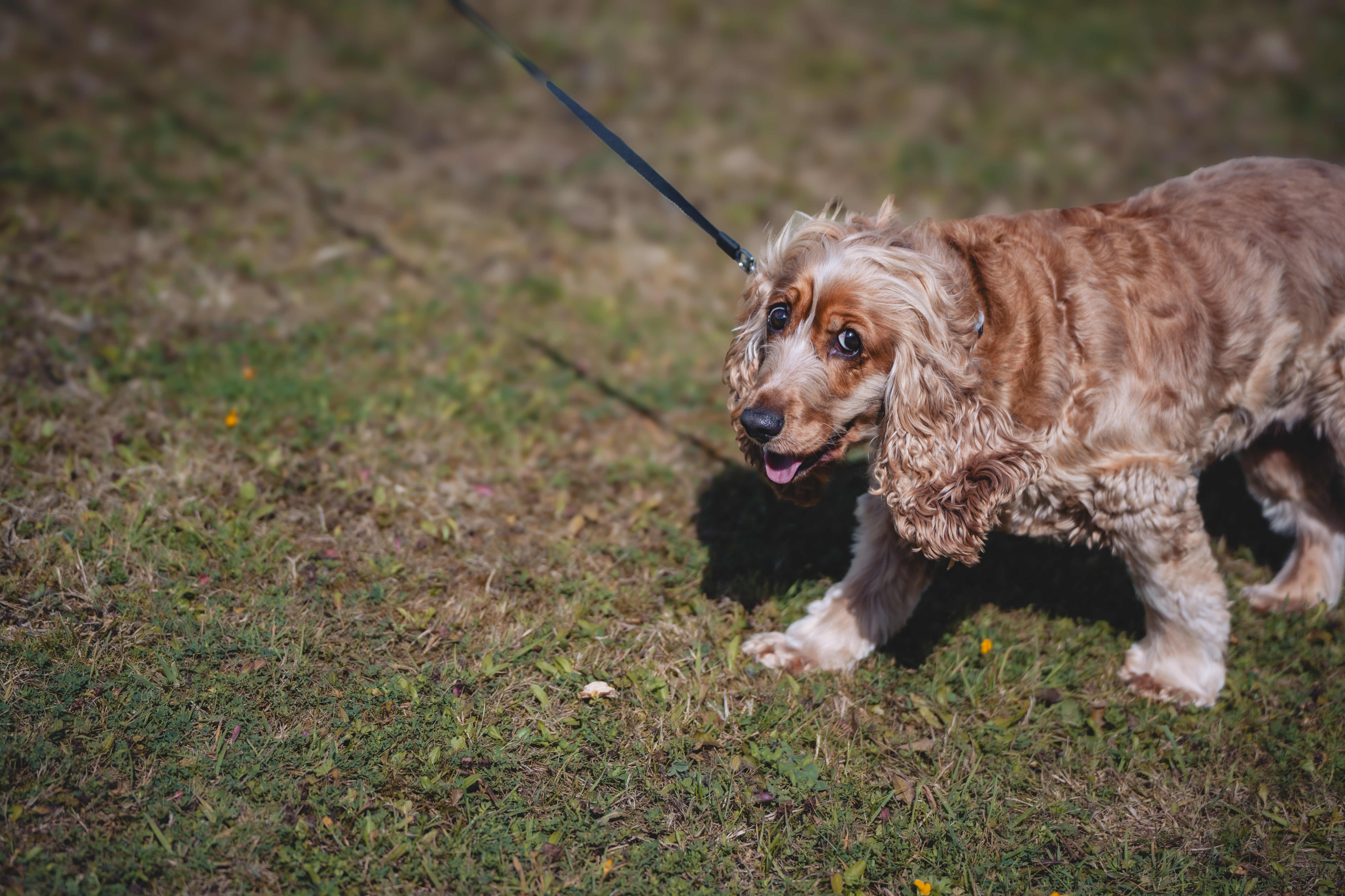Ein lächelnder Spaniel an der Leine steht auf einer Wiese.