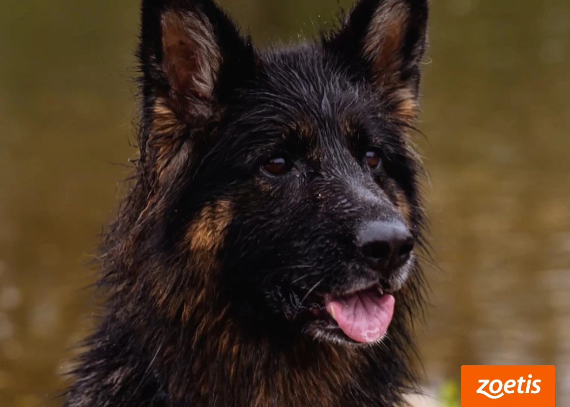 Nasser Schäferhund mit aufmerksamem Blick – Schmerzen durch Arthrose bleiben oft unbemerkt