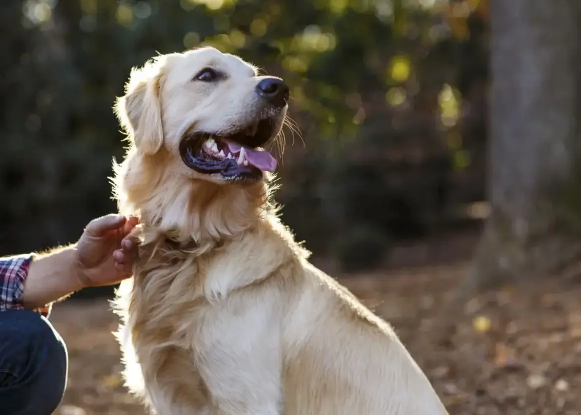 Dog health and care