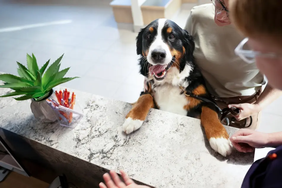 Dog health and care