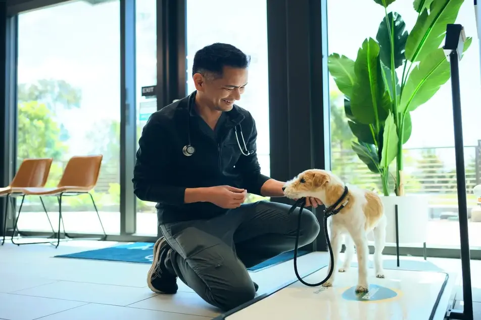 Dog health and care