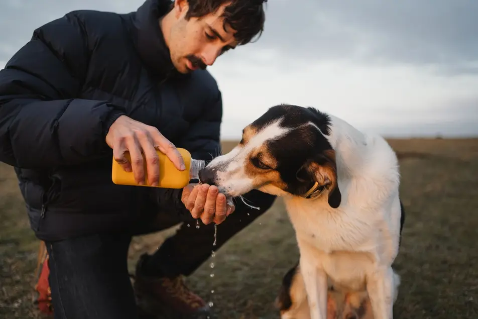 Dog health and care