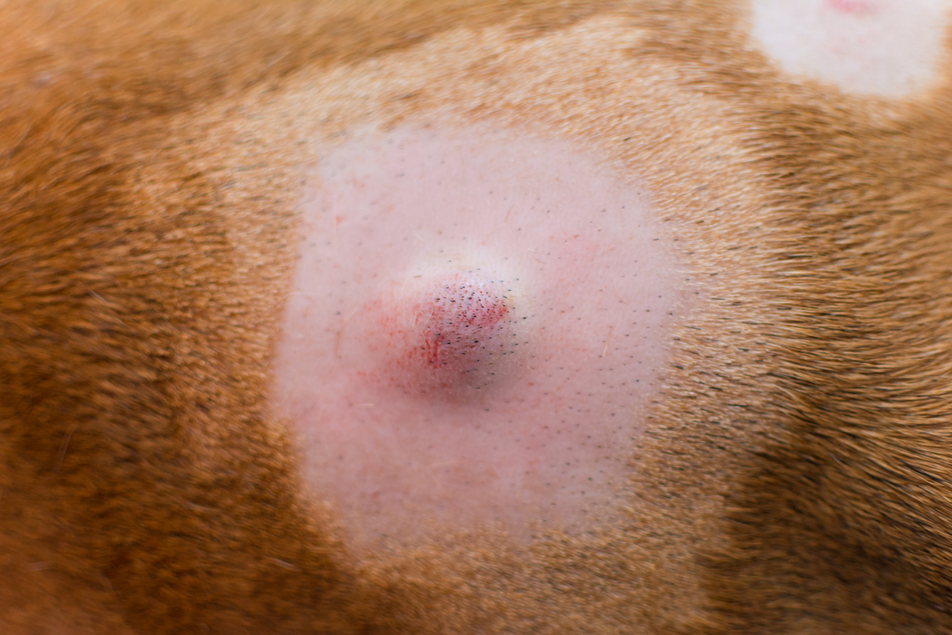 Nahaufnahme einer rasierten Hautstelle bei einem Hund mit einem kleinen roten Fleck oder einer Reizung.