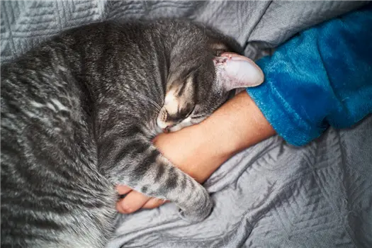 Gray tabby cat sleeping on a person's arm in blue sleeve.