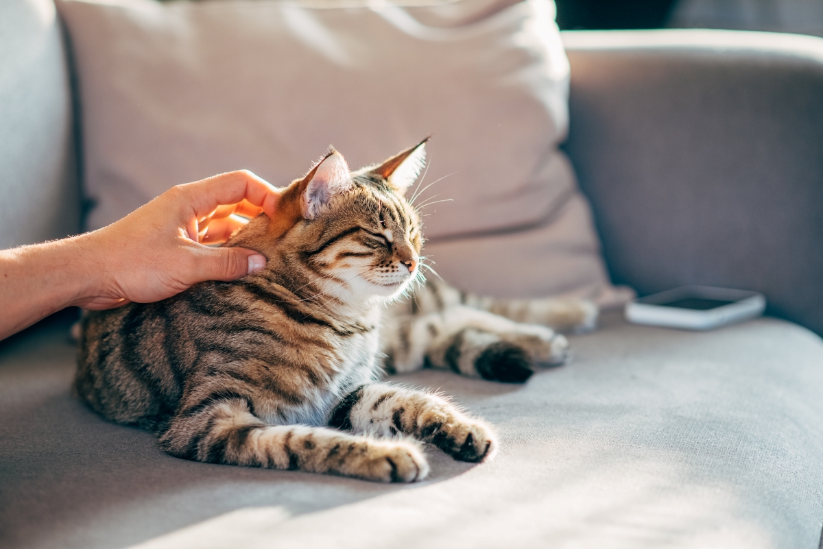 Dog health and care