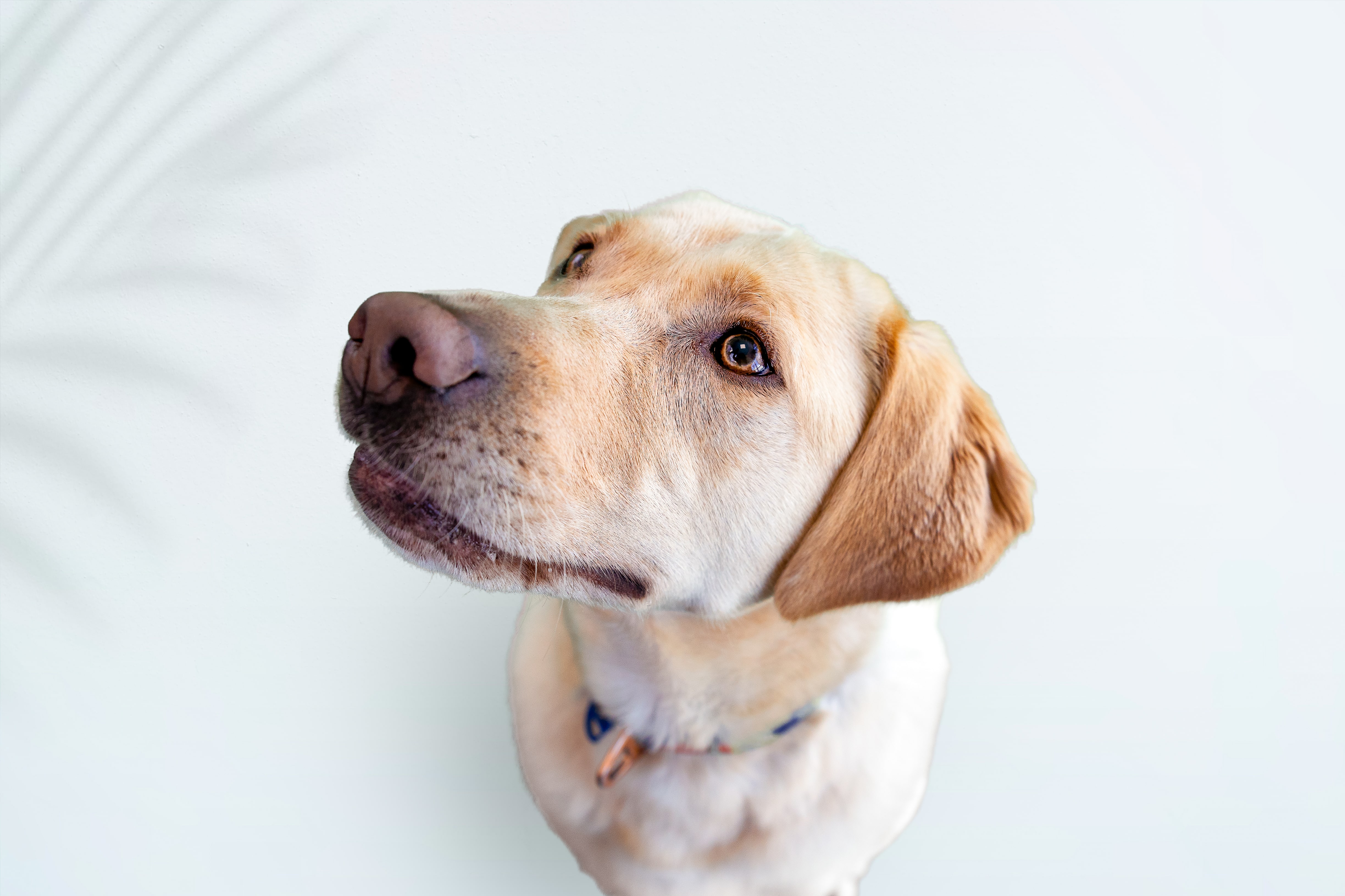 Dog health and care