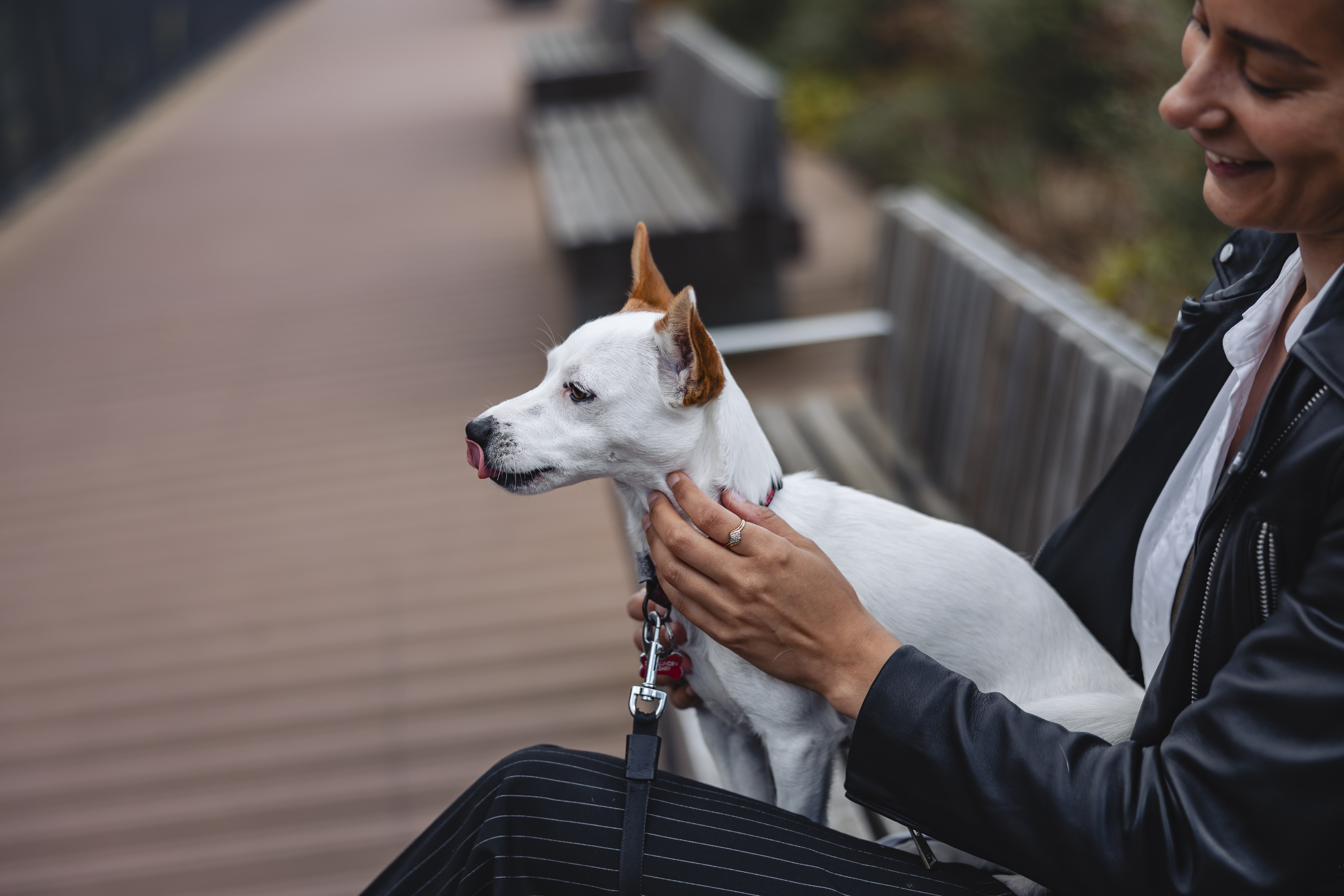 Dog health and care