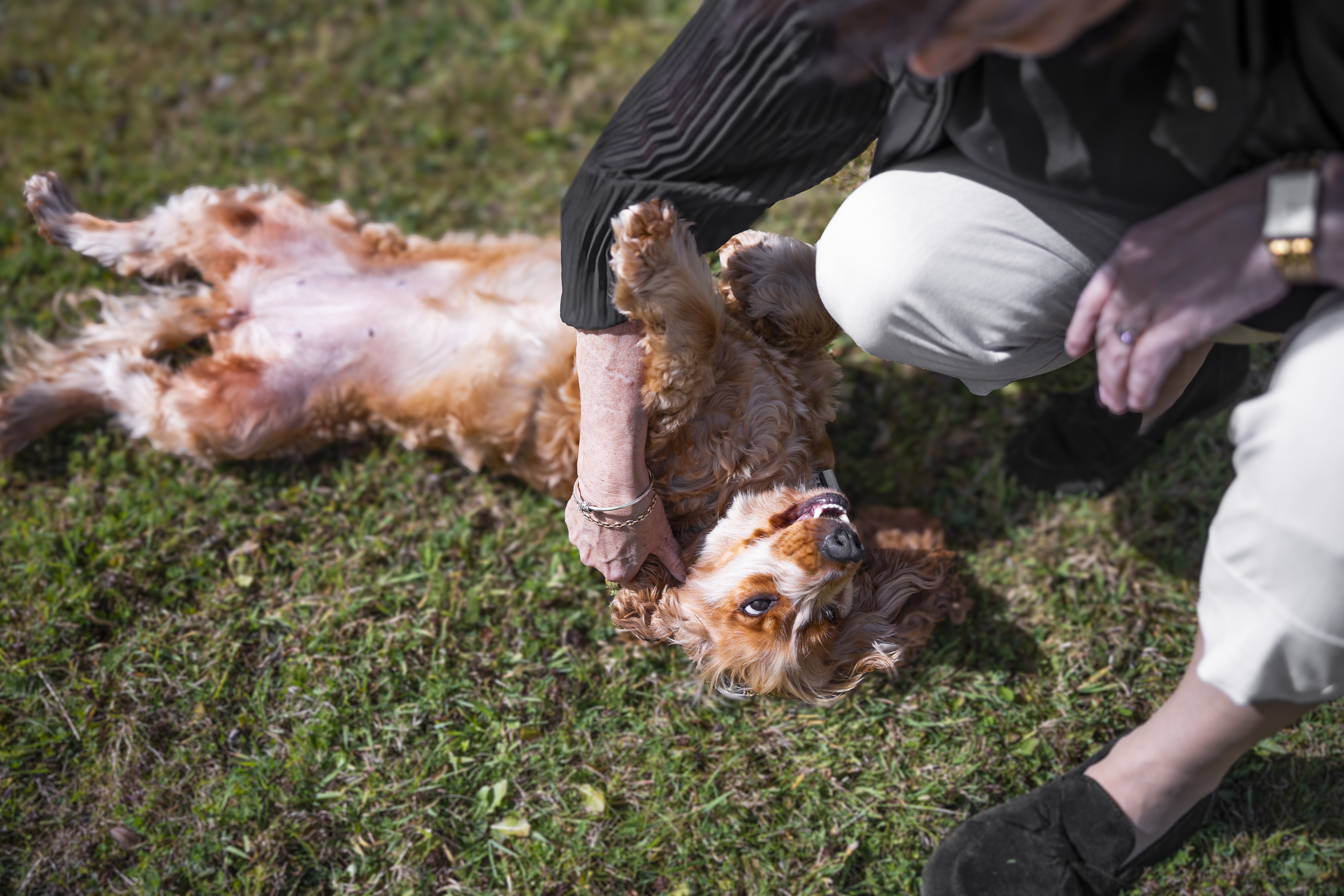 Dog health and care