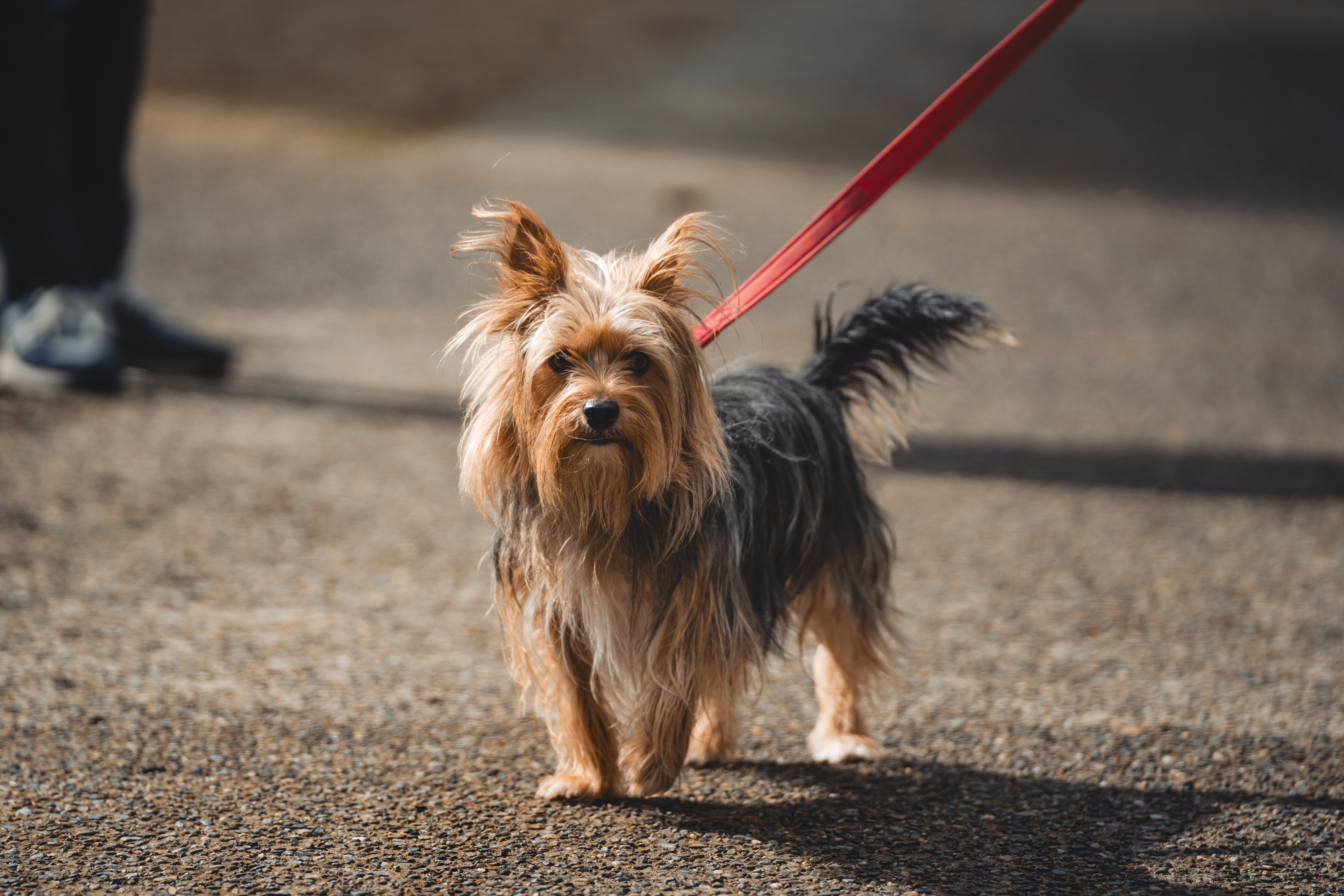 Small dog on a red leash standing on a paved path.