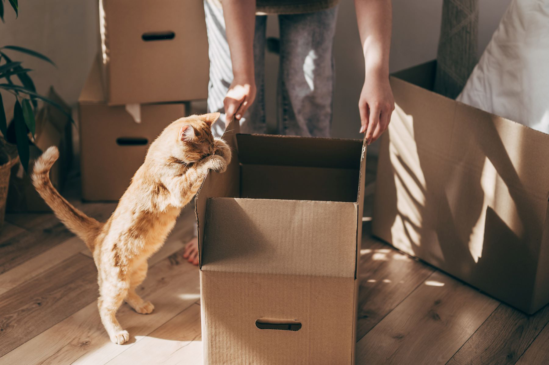 Un chat roux se tient sur ses pattes arrière, reniflant une boîte ouverte.