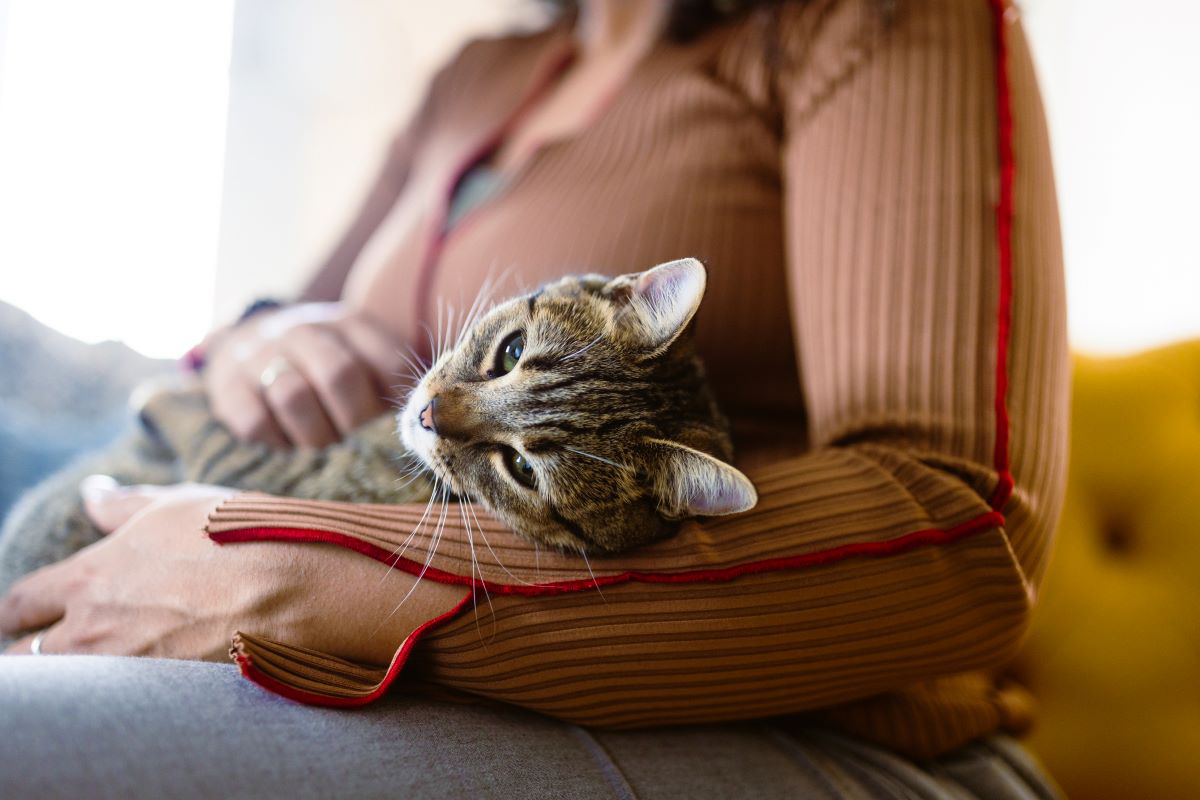 Cat resting on a person's lap indoors.