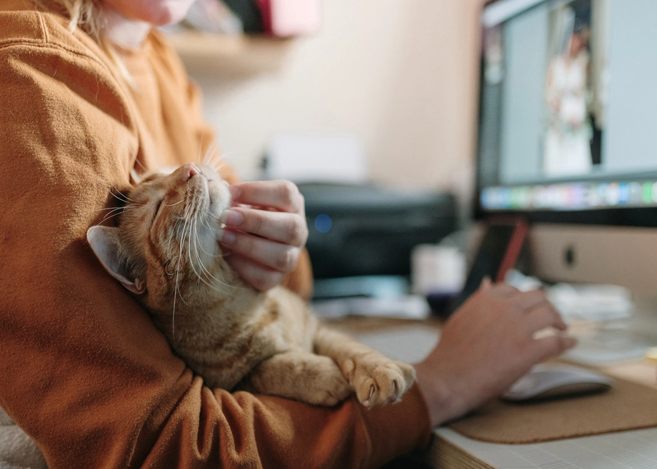 Person petting a tabby cat on a sofa.