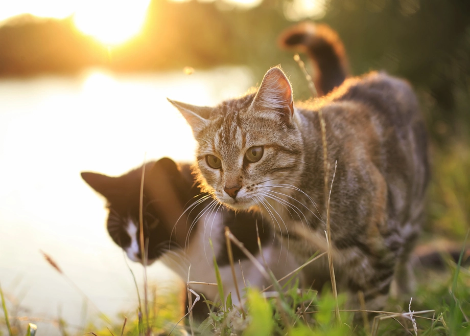Two cats walking in a sunny field.