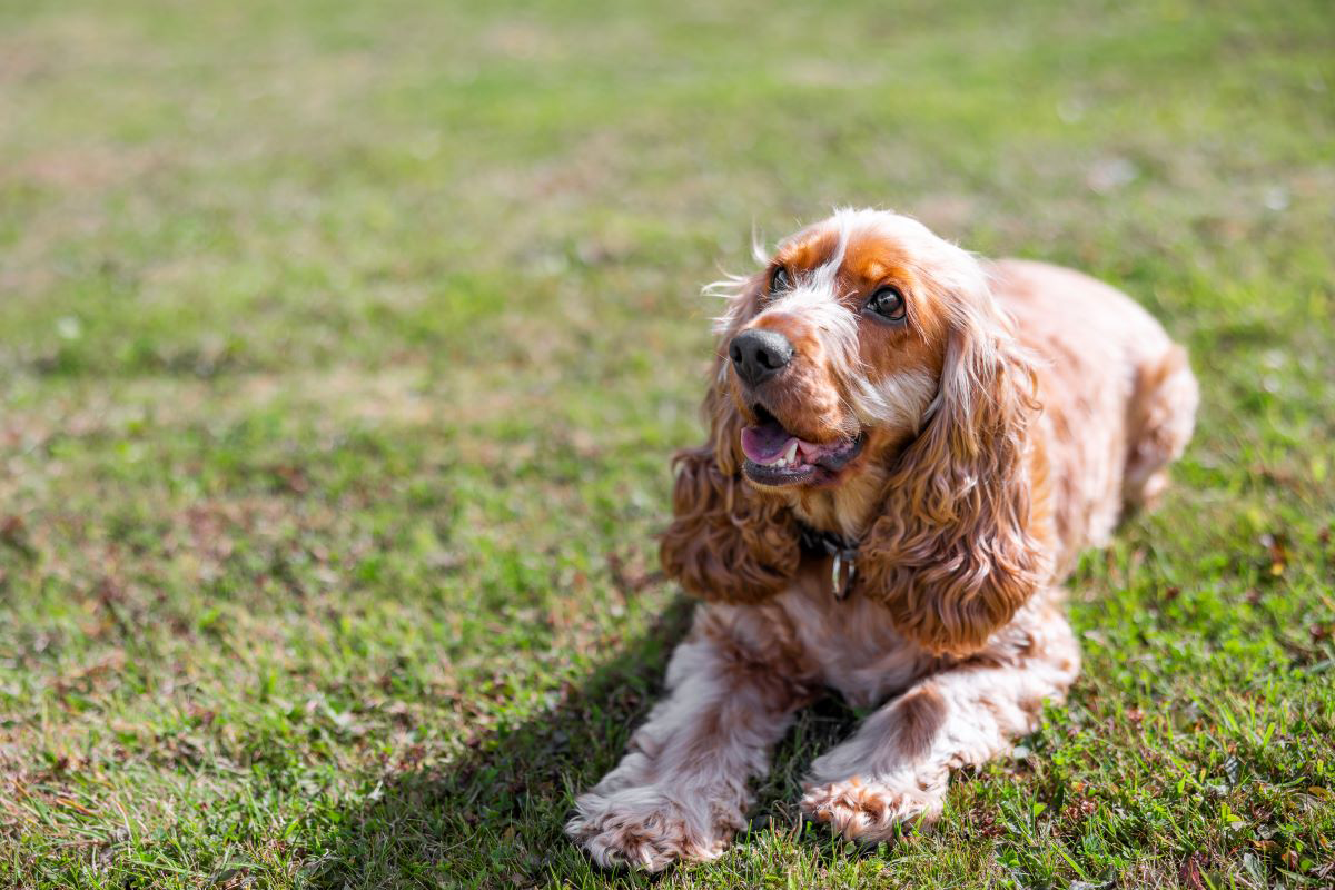 Perro cocker spaniel sentado sobre pasto verde.