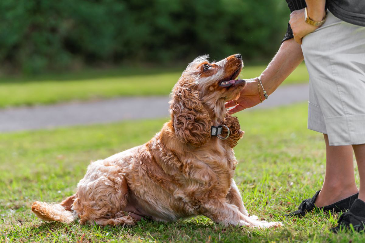 A dog sitting on grass being petted by a person.