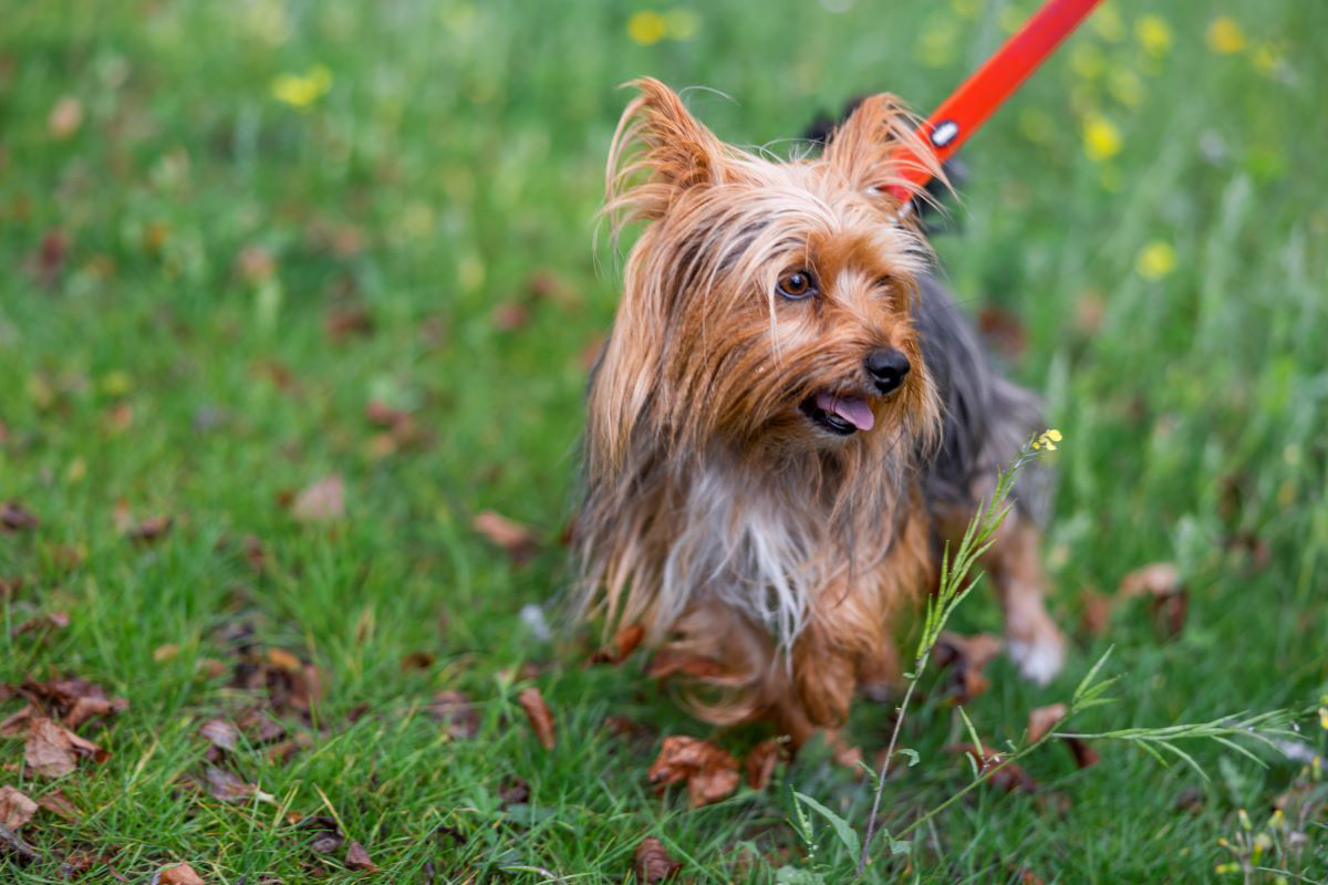 Yorkshire Terrier an der Leine steht auf Gras.