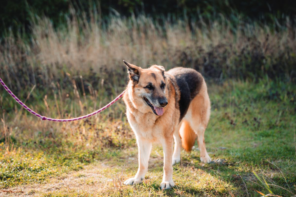 Deutscher Schäferhund an der Leine auf einer Wiese.