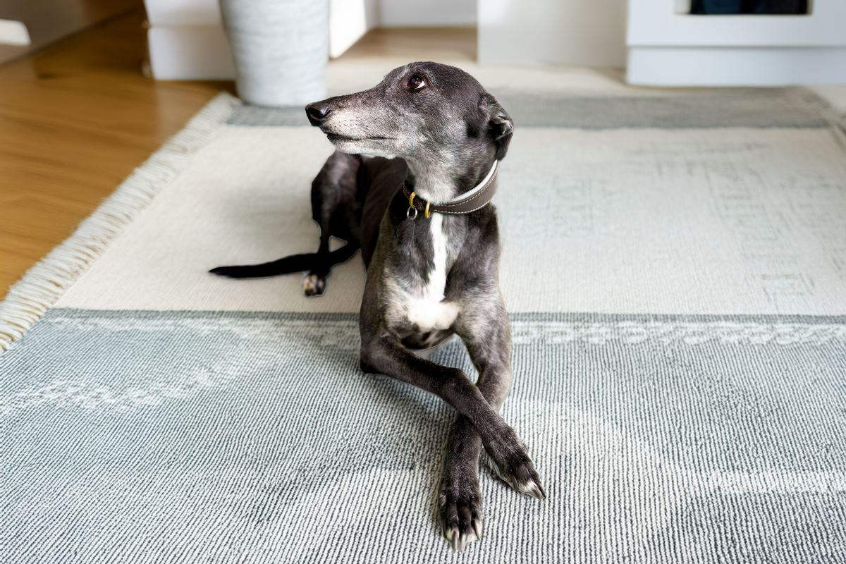 Greyhound liegt auf einem gemusterten Teppich und schaut zur Seite.