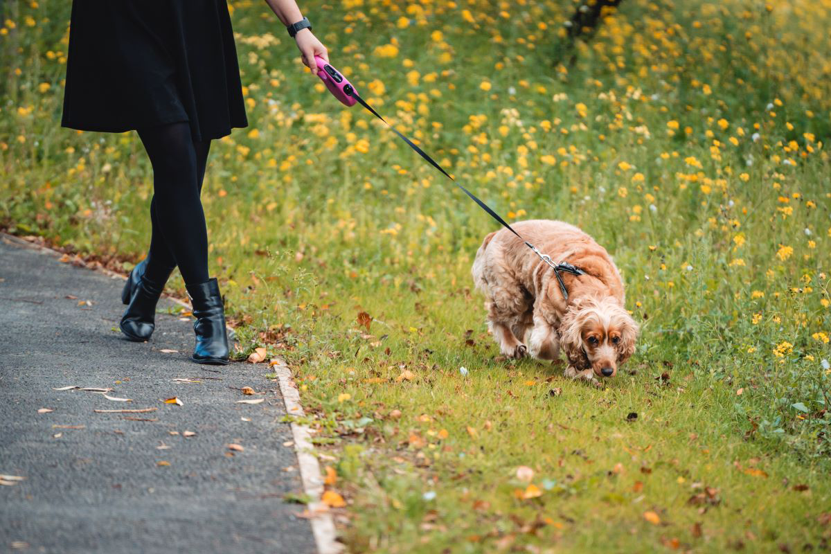 Person walking a dog on a path beside a field of yellow flowers.