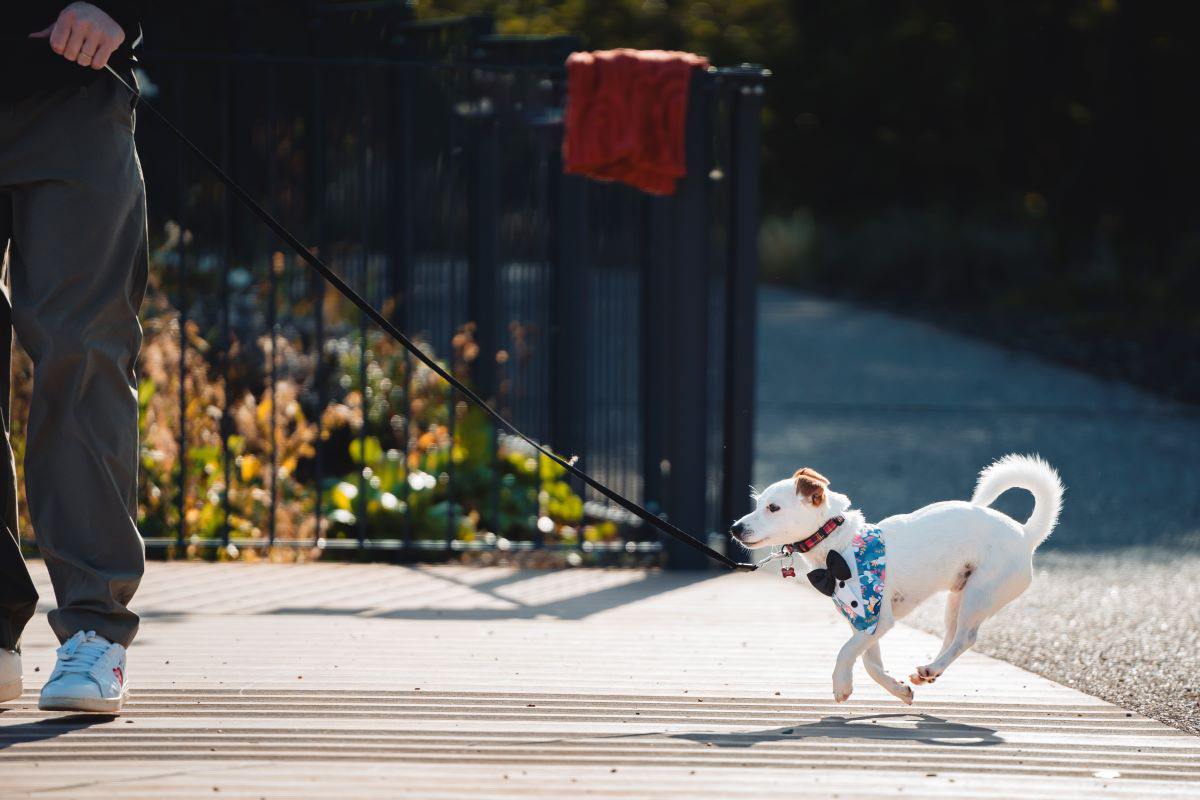 Small dog on a leash running happily beside a person.
