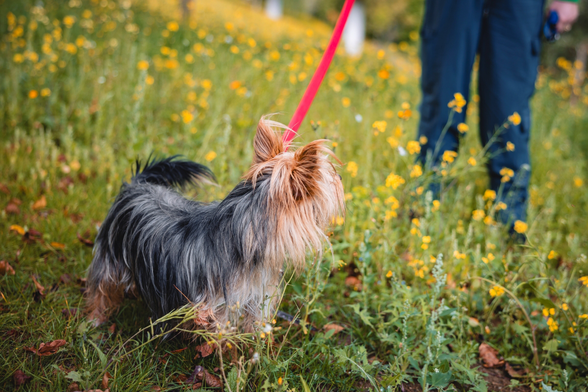 Small dog on a leash in a field of yellow flowers.