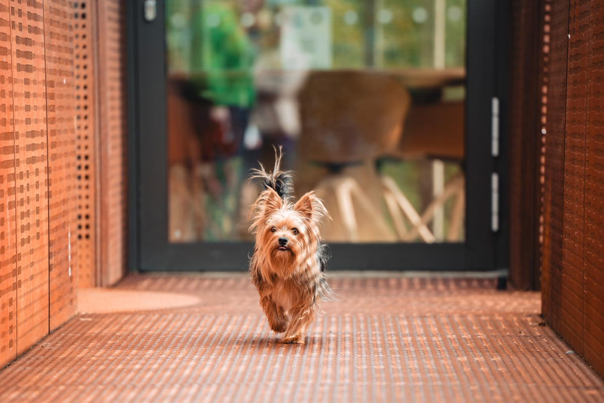 Small dog walking on a brown textured path indoors.