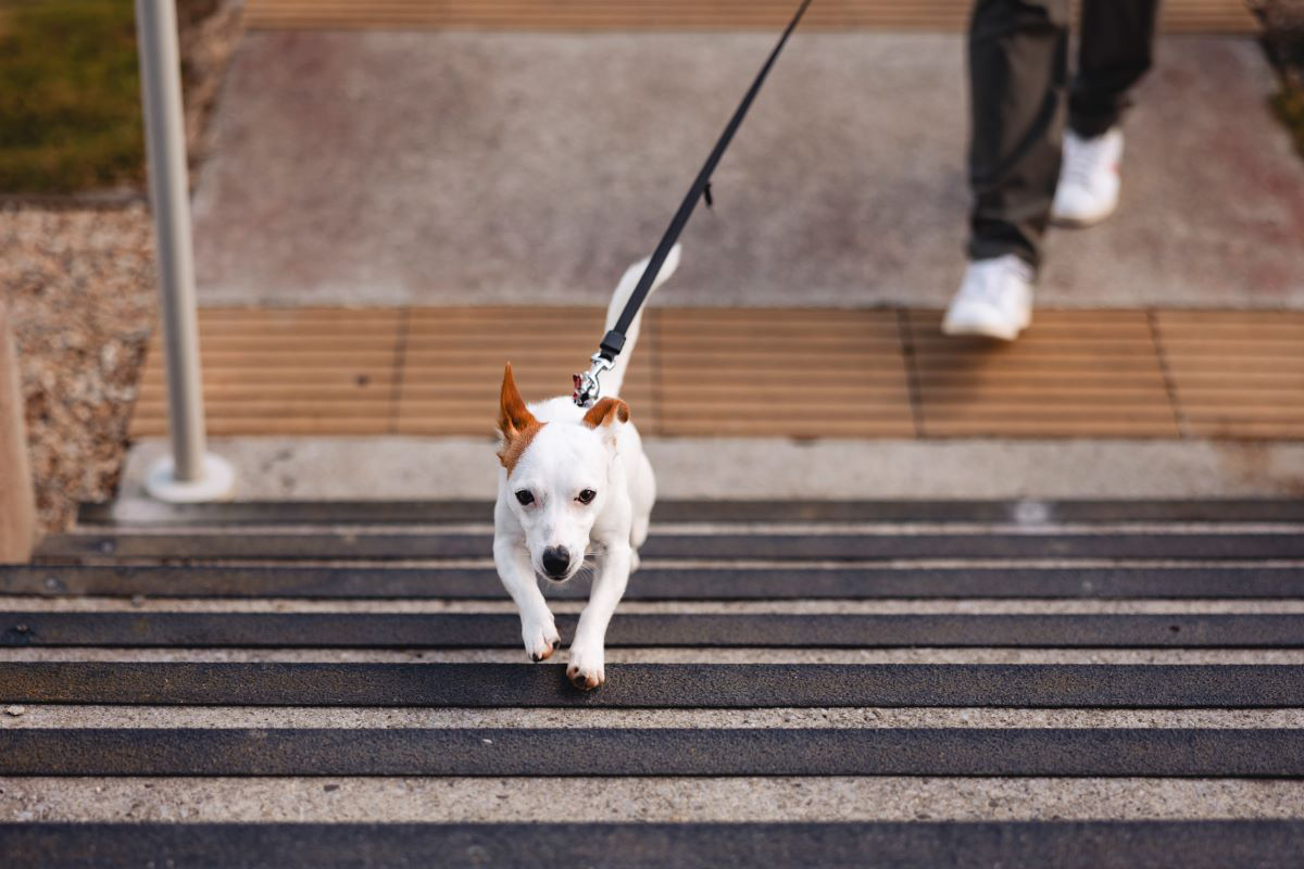 Small white dog on a leash climbing stairs.