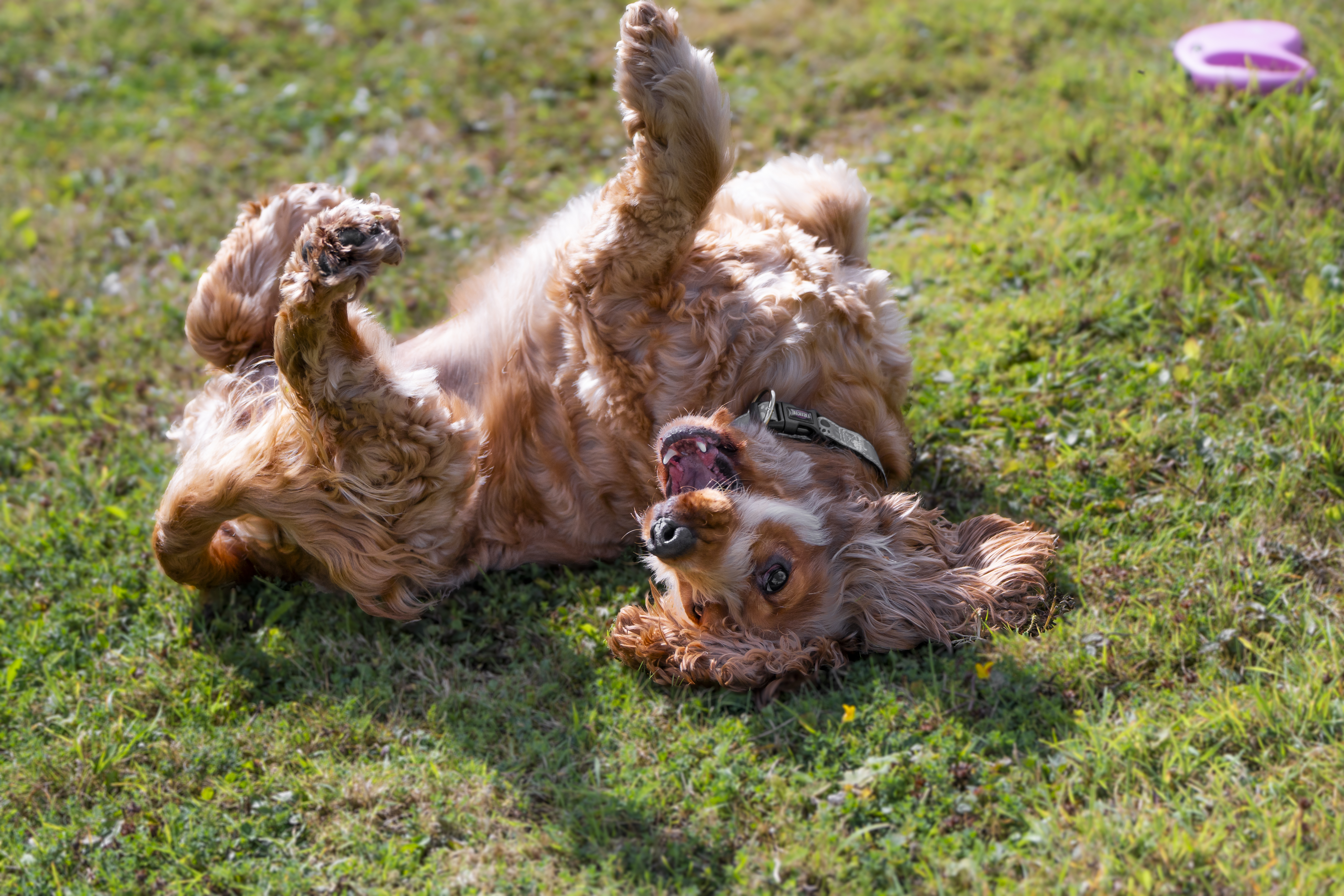 Glücklicher Hund wälzt sich auf grünem Gras.