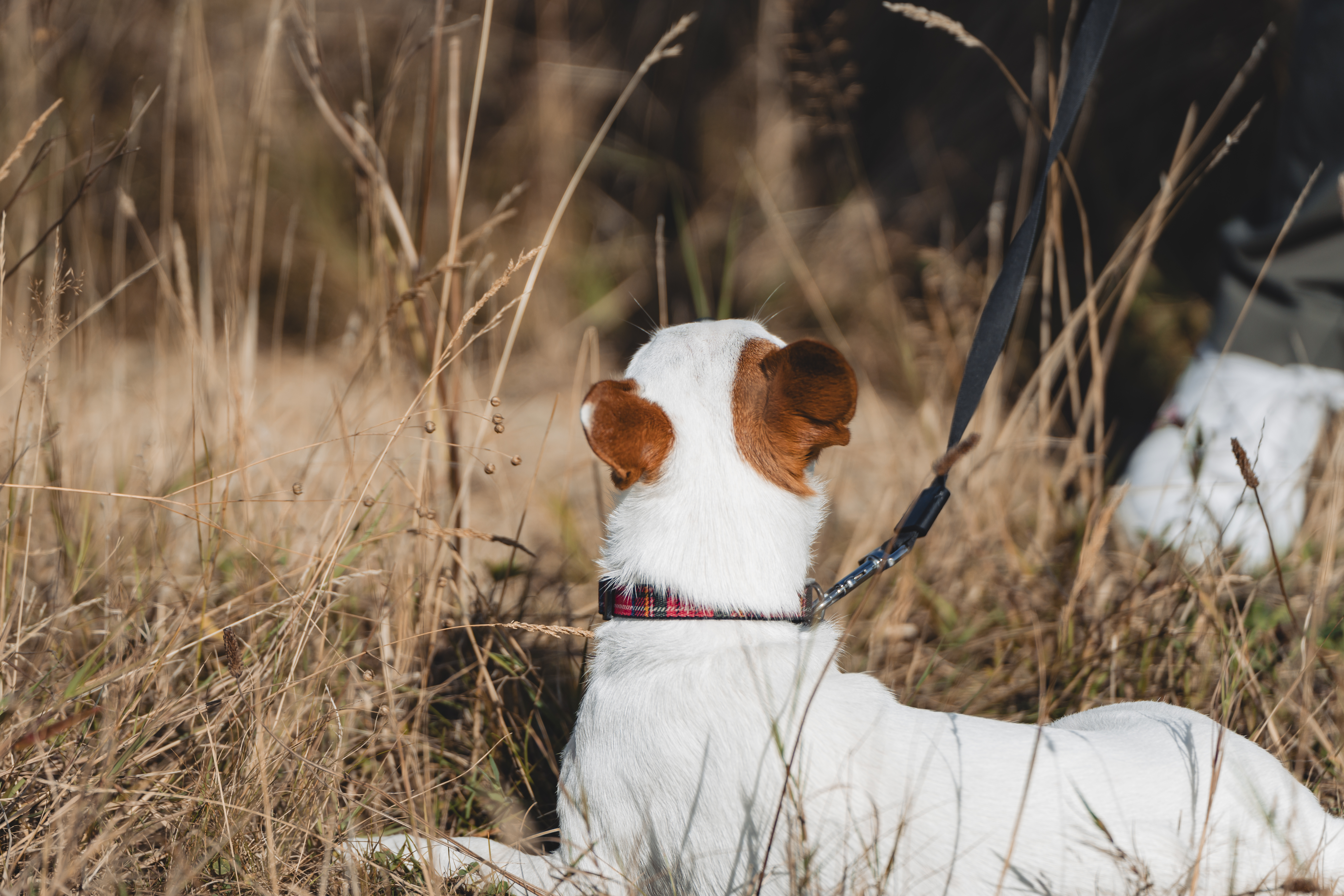 White dog with brown ears on a leash in tall grass.