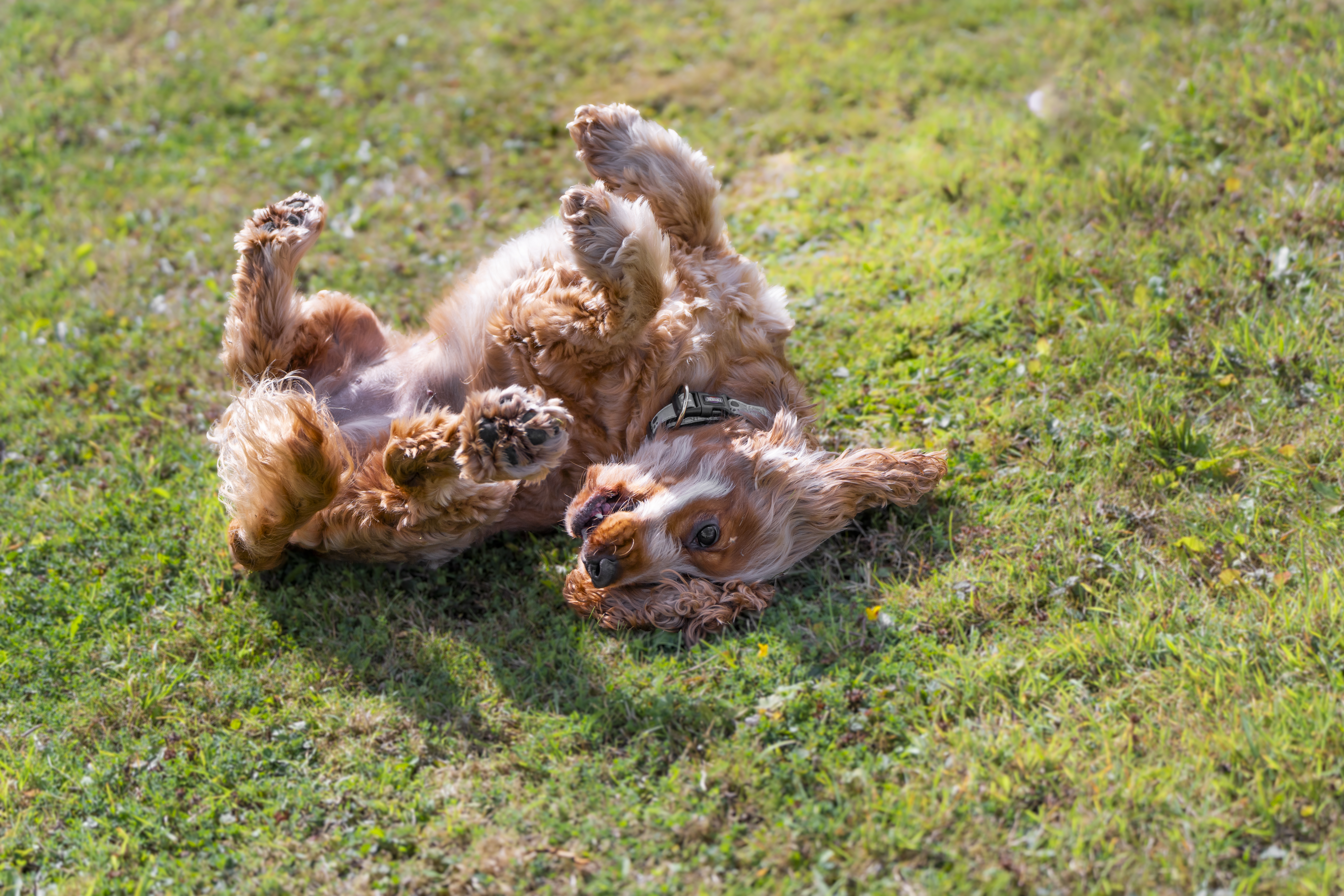 Happy dog rolling on grass in sunlight.
