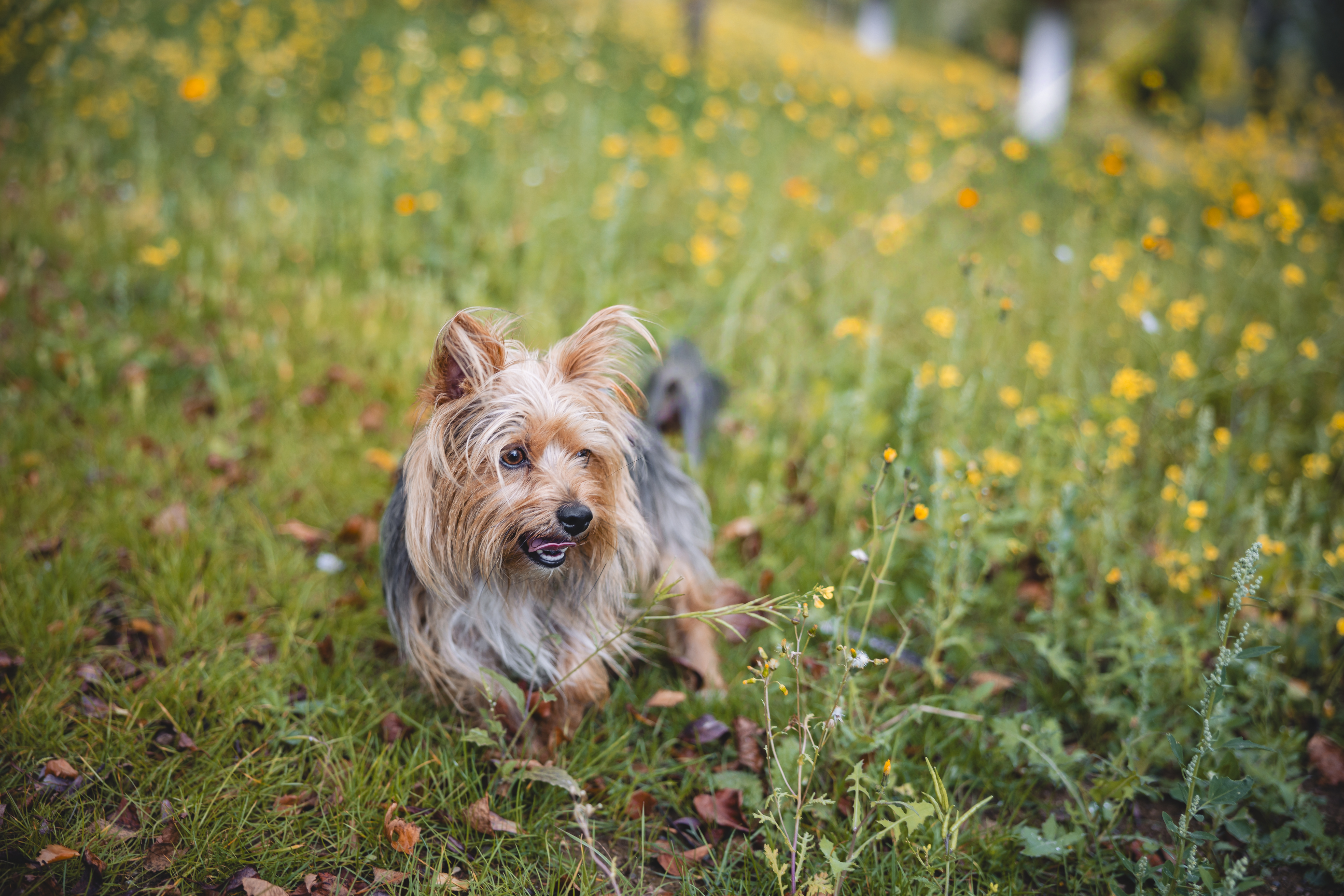 A dog sitting on grass with its tongue out, looking happy and relaxed on a sunny day.