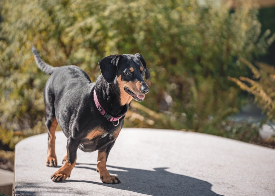 Kleiner schwarz-brauner Hund steht im Sonnenlicht auf einem Steinvorsprung.