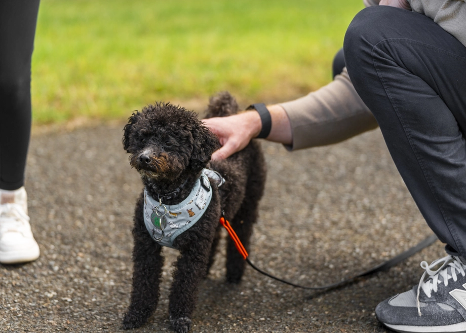 Ein kleiner schwarzer Hund an der Leine wird im Freien von einer Person gestreichelt.