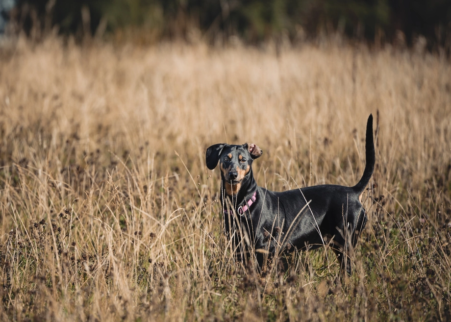 Chien au pelage noir et feu debout dans un champ herbeux et sec.