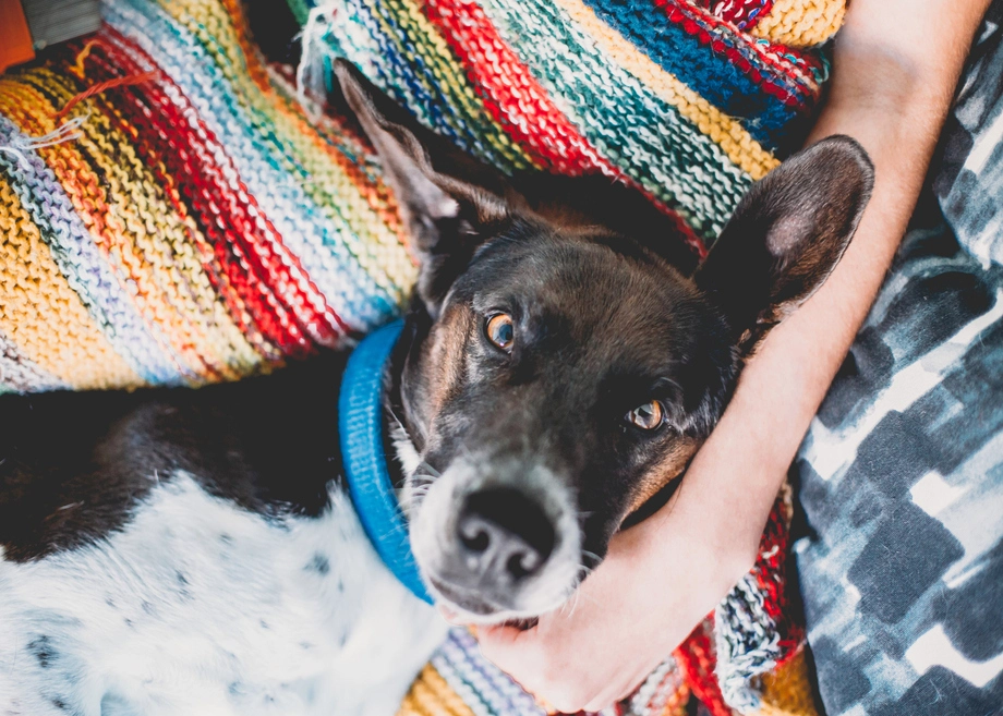 Dog with blue collar lying on a colorful knit blanket.