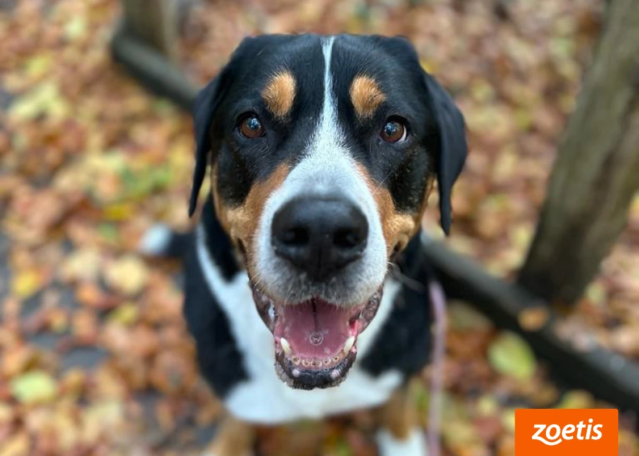 Ein Großer Schweizer Sennenhund im Herbstlaub, Zoetis-Logo an der Ecke