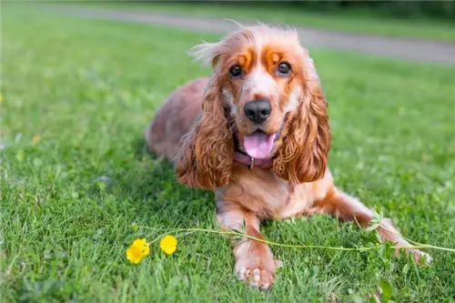 Cocker Spaniel feliz deitado na relva perto de flores amarelas.