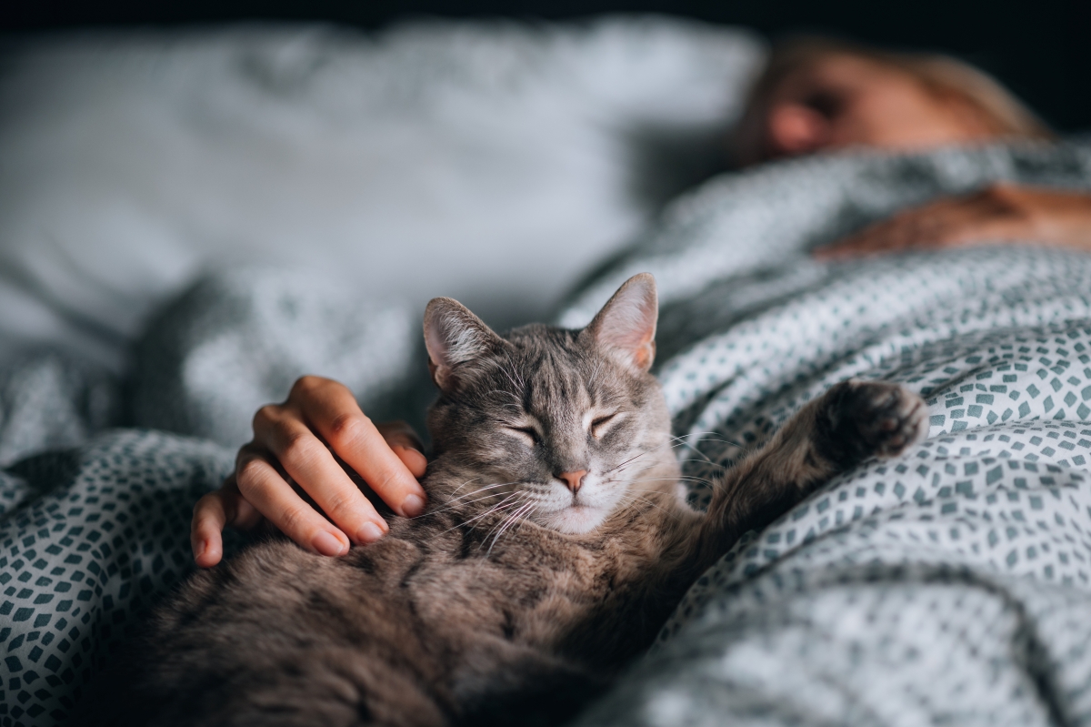 Un gato gris durmiendo en la cama con una persona.