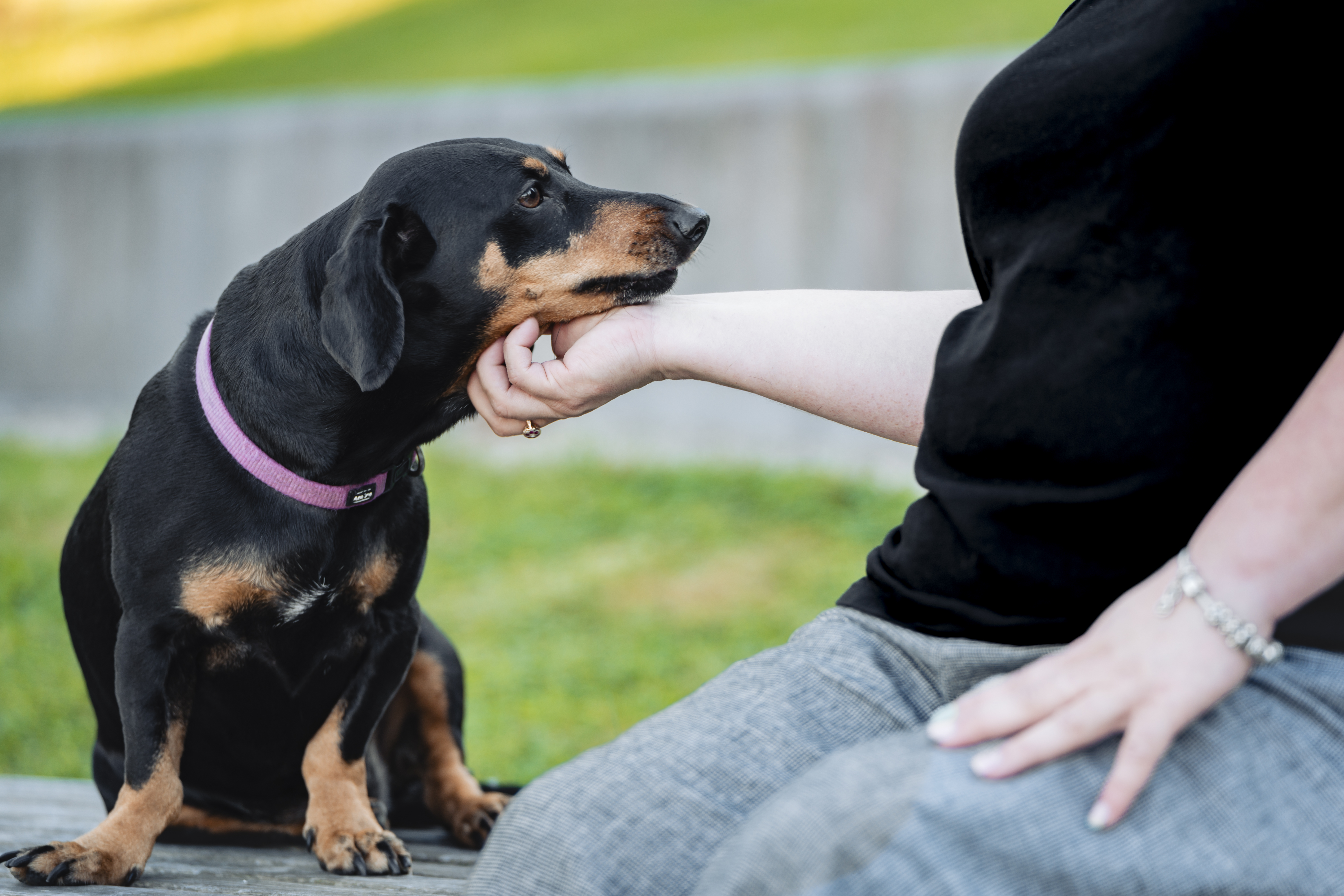 Person petting a black and tan dog wearing a purple collar.