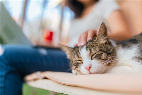 Person petting a sleeping cat on a bench.