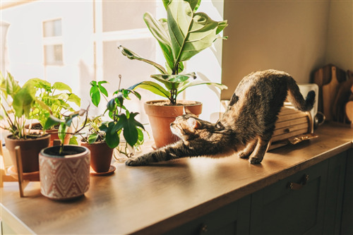 Cat stretching on a sunlit table beside green potted plants.